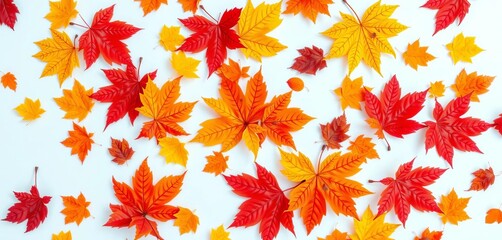 Fototapeta premium Crisp, vibrant autumn leaves scattered on pure white background, leaves, autumn background