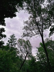 un forêt avec un ciel magnifique