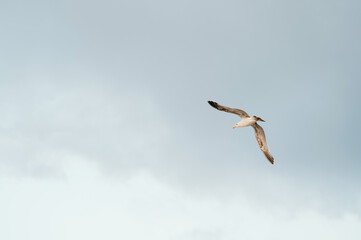 A magnificent and splendid bird gracefully soars high above in a cloudy sky, capturing the essence of true freedom