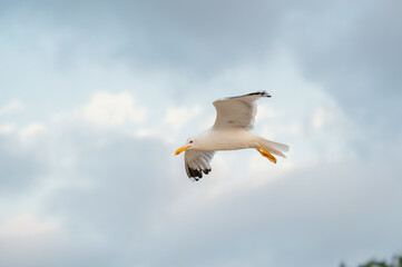 A majestic seagull gracefully soars through a serene and peaceful, cloudy sky, capturing the essence of true freedom