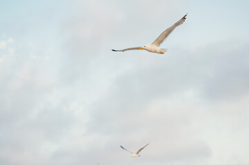 Obraz premium A serene moment captured with graceful seagulls soaring elegantly beneath a vast and cloudy sky above