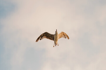 A truly majestic bird, gracefully gliding through a serene, tranquil sky, beautifully capturing natures splendor