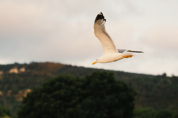 A stunning seagull soars gracefully above a lush green landscape during the golden hour, creating an unforgettable view