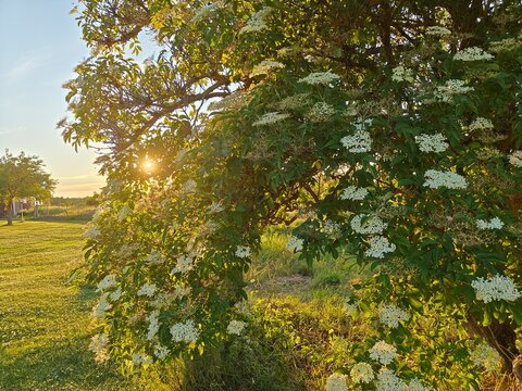 Elderflower tree blooming in golden evening sunlight on a peaceful countryside in Sweden. Warm summer light and green grass create a serene, idyllic rural scene
