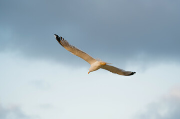 A breathtaking and stunning capture of a seagull soaring gracefully as it glides through the clouds above