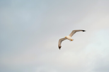 Obraz premium A majestic, beautiful seagull gracefully glides through a soft, fluffy, cloudy sky at sunset, embodying freedom