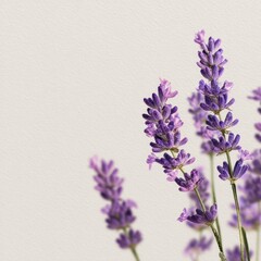 Lavender blossoms on a light beige background