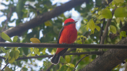Pyrocephalus rubinus