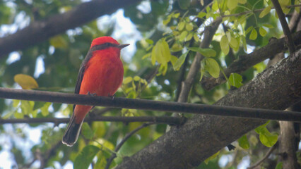 Pyrocephalus rubinus