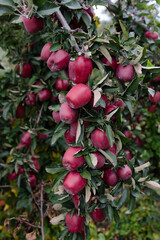 Vibrant red apples hanging from a lush tree in an orchard during late autumn sunlight
