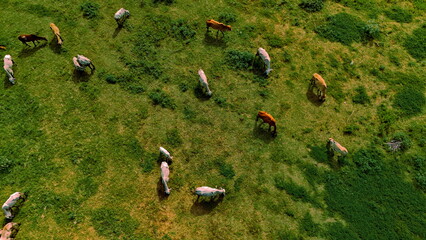 aerial photography ducumentary Herd of cows grazing on the meadow near the lake at sunset 