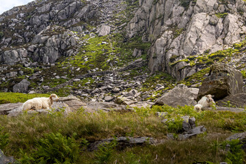 Wild and Free: Two Sheep Grazing on a Rugged Mountain Slope
