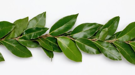 Naklejka premium Bay leaf garland on white