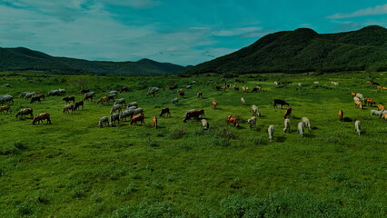 Obraz premium aerial photography ducumentary Herd of cows grazing on the meadow near the lake at sunset 