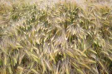Gerste (Hordeum vulgare) im Juni auf einem Feld, Schleswig-Holstein, Deutschland