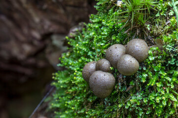 licogala slime caps growing in the forest. colorful macro photo of a mushroom. blurred background. screensaver.