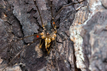 spider with spiderlings on the tree bark. colorful macro photo of an insect. close-up. natural screensaver.