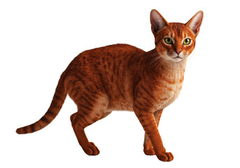 Isolated Orange Cat Standing