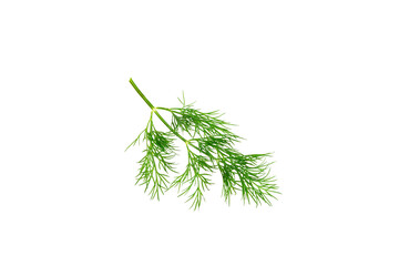 Dill isolated on white background. Fresh organic greens. Dill plantation. Dill leaves. Bunch of spring young dill. Vitamins. Fiber. Aromatic culinary spice.