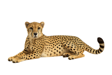 Resting cheetah lying down isolated on transparent background