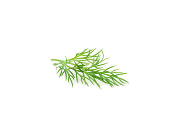Dill isolated on white background. Fresh organic greens. Dill plantation. Dill leaves. Bunch of spring young dill. Vitamins. Fiber. Aromatic culinary spice.