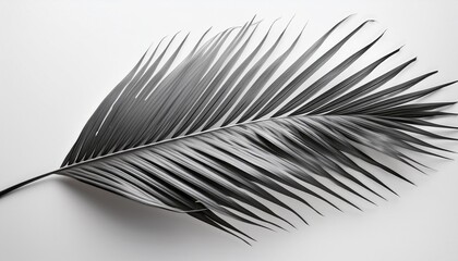 single palm frond leaf in monochrome grey isolated on white background