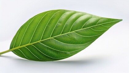 Obraz premium isolated green leaf with air flow lines