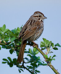 Delicate Sparrow sitting on branch