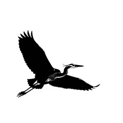 Vector art of a great blue heron in flight with wings spread wide