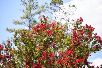 Trees with red flowers and spider webs on a summers day!!