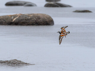 Ruddy turnstone in flight over coastal shallows
