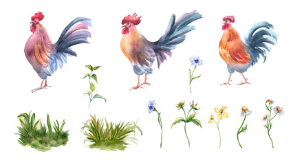 Farm rooster and botanical watercolor illustrations isolated. Hand drawn village clipart with bright birds, greenery and delicate wildflowers for poultry label, spring branding, and organic product.