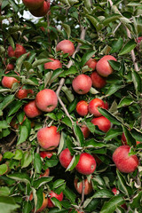 Red apples hanging on branches in an orchard during the warm autumn season