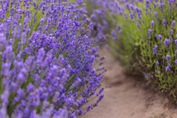 Beautiful Purple Lavender Field with Dirt Walking Path