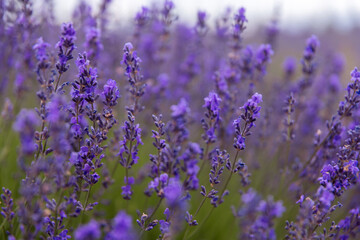 Dense Lavender Flowers Field In Peak Bloom