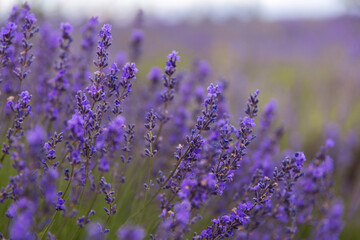 Close-up Purple Lavender Flowers with Soft Bokeh Background