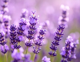 Obraz premium Lavender's Symphony: A close-up captures the essence of a lavender field in full bloom, with its delicate purple flowers swaying gently. The air is filled with the fragrant scent.