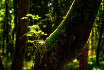 Baum 