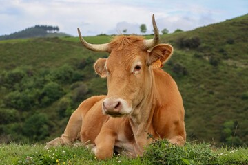 Obraz premium a brown cow lies in a meadow near the shore