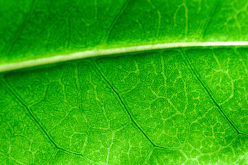 Detailed macro of a green leaf’s underside, showing complex vein network and natural patterns. Perfect for eco concepts, backgrounds, biology, sustainability, and natural textures.