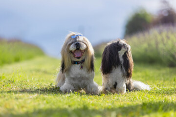 Two Adorable Shih Tzu Dogs Playing Together in Lavender Field