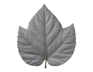 Close-up of a detailed grey leaf against a transparent background.