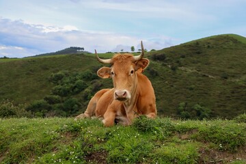 a brown cow lies in a meadow near the shore