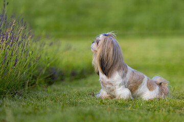 Playful Shih Tzu Dog on Green Grass