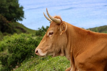 a brown cow lies in a meadow near the shore