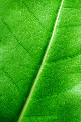 Close-up of the underside of a green leaf with detailed vein structure. Natural botanical texture symbolizing growth, diversity, freshness, and the complexity of plant life.