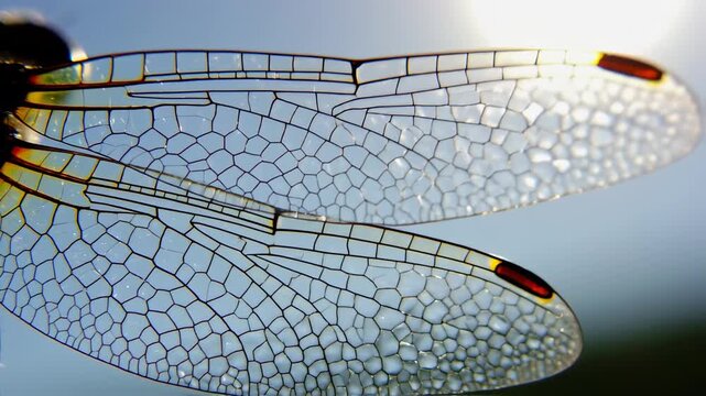 Closeup of Dragonfly Wings Showing Intricate Vein Pattern in Natural Light