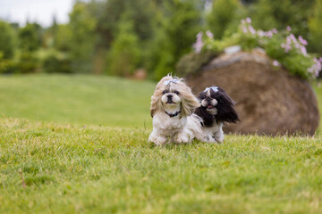 Two Playful Shih Tzu Dogs on Green Grass