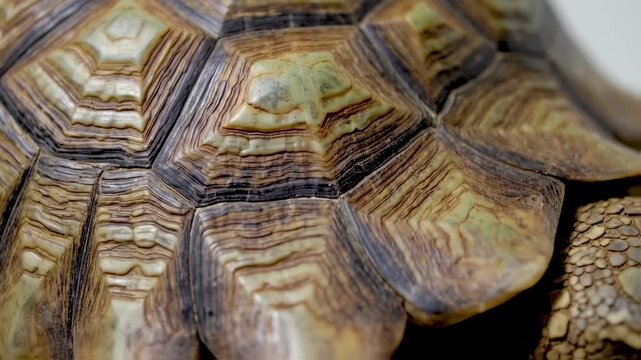 Closeup of a Turtle Shell Showing Detailed Pattern and Texture in Natural Light