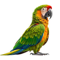 Fototapeta premium blue and yellow macaw ara ararauna